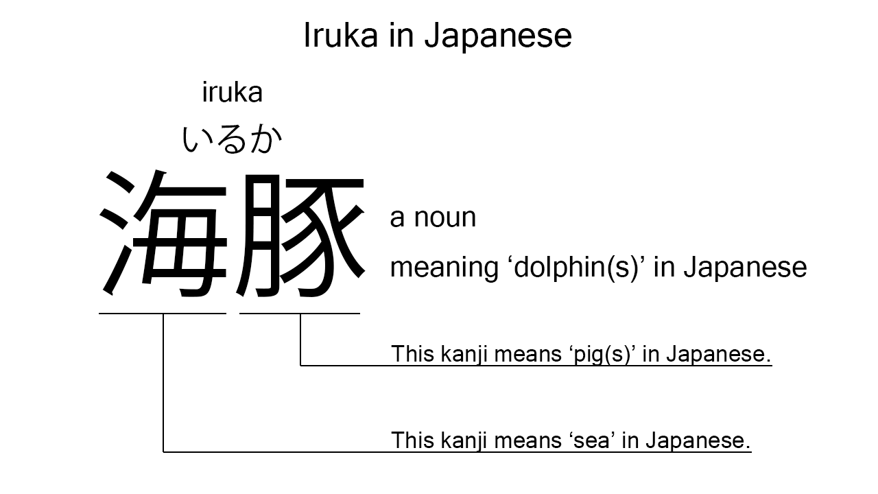 iruka in japanese
