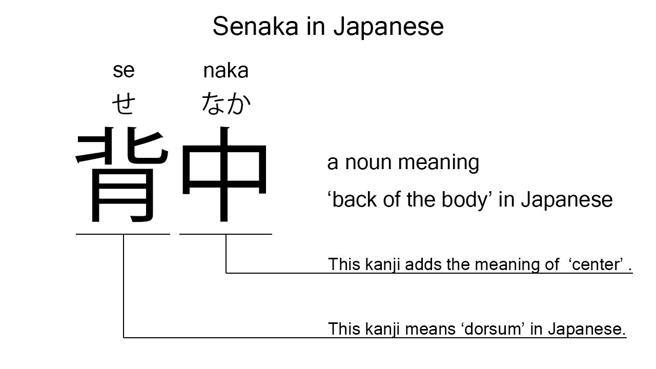 senaka in japanese